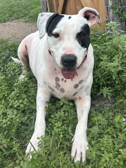 Pet Photo