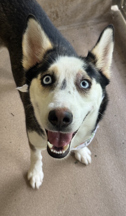 Pet Photo
