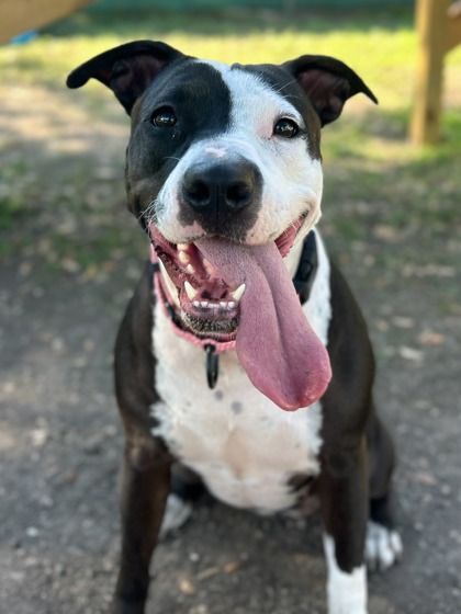 Pet Photo