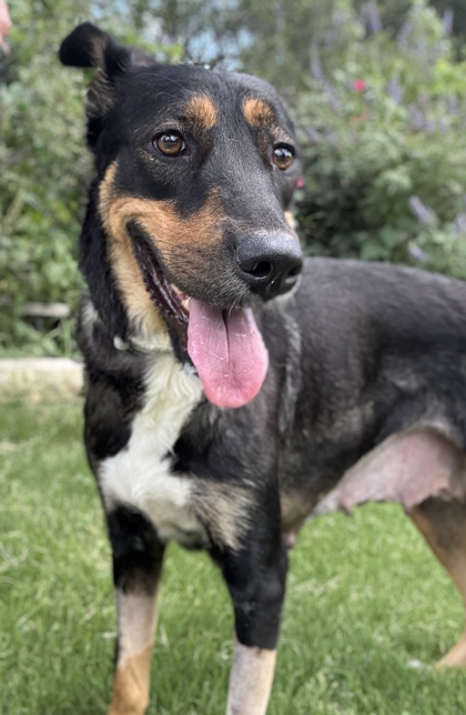Pet Photo