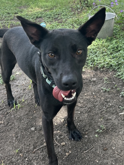 Pet Photo