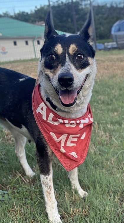 Pet Photo