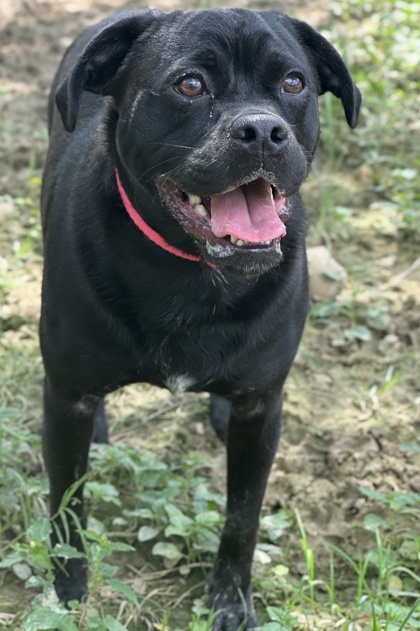 Pet Photo