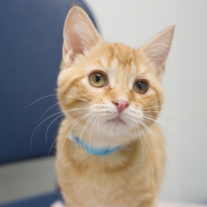 family cats　1001 UNBRANDED Vintage MAMA CAT with Two KITTENS On CHAIN