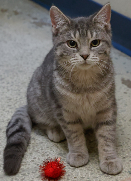 Available Cats (alphabetic order) - Angel's Wish | Angel's Wish