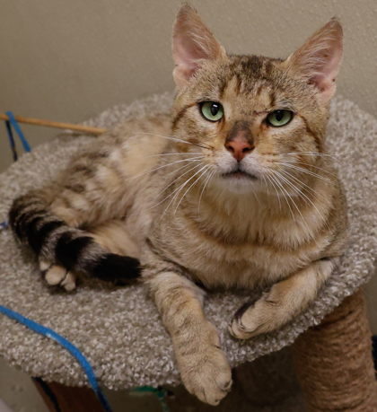 Available Cats (alphabetic order) - Angel's Wish | Angel's Wish