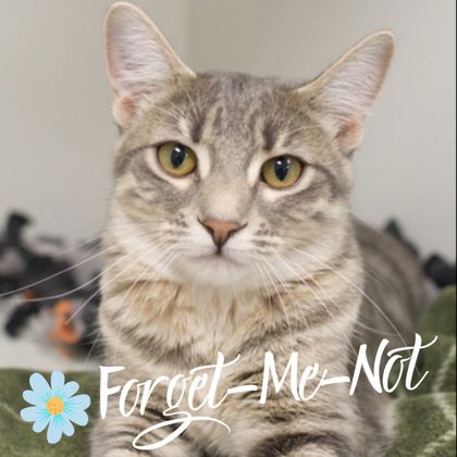 Available Cats (alphabetic order) - Angel's Wish | Angel's Wish