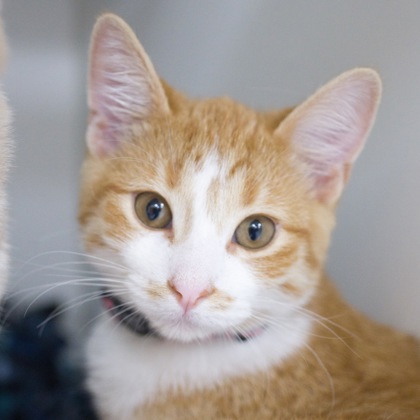 Available Cats (alphabetic order) - Angel's Wish | Angel's Wish