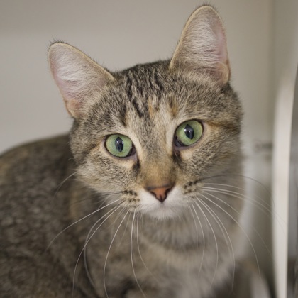 Available Cats (alphabetic order) - Angel's Wish | Angel's Wish