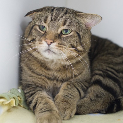 Available Cats (alphabetic order) - Angel's Wish | Angel's Wish