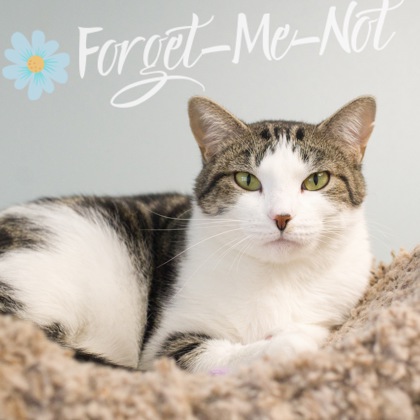 family cats　0101 ♡ 94218497_68bfb0f06c_b.jpg