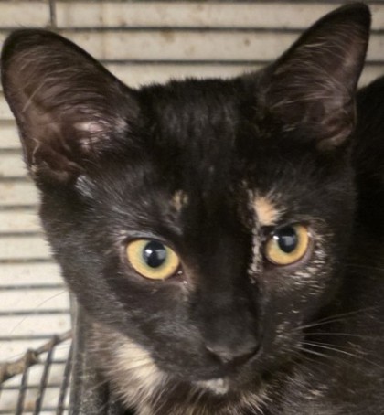 Available Cats (alphabetic order) - Angel's Wish | Angel's Wish