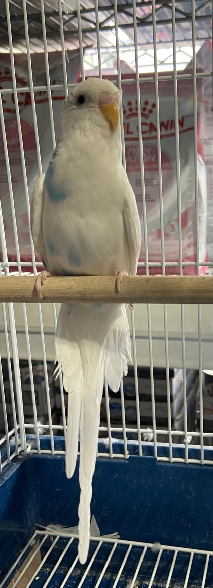 Image_2000269357