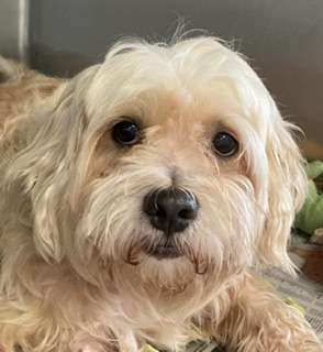 How Much is to Adopt a Dog: Uncover Real Costs