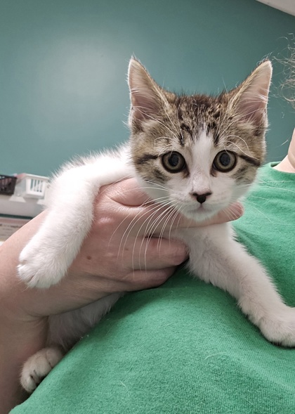 Adopt Cats Kittens from Houston Animal Shelter CAP