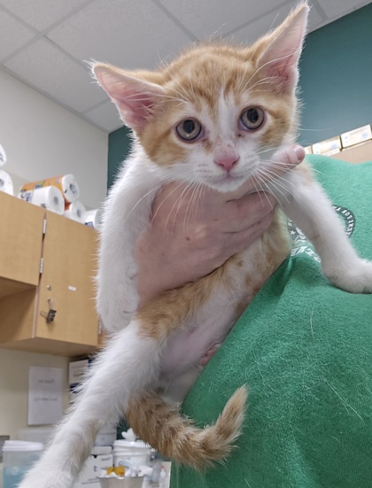 declawed kittens for adoption near me