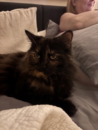 View Piper the Cat Photo #2