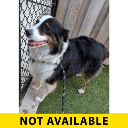 Tess, adoptable senior dog
