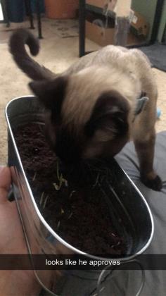 View Luffy the Cat Photo #2