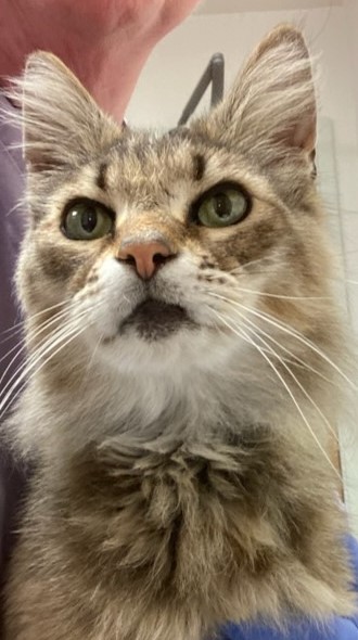 View Teylon the Cat Photo #2