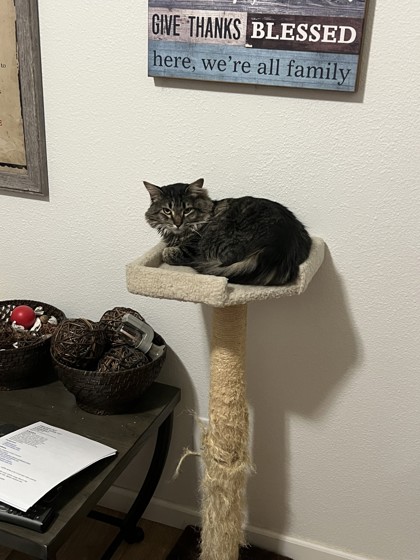 Arya