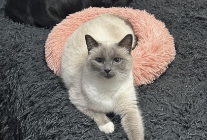 Have You Seen Snowy? Snowy