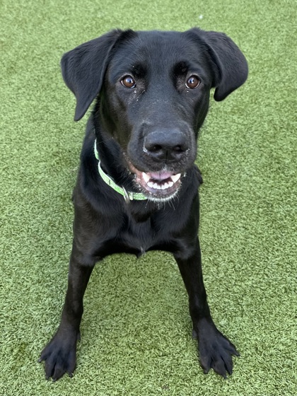 View Lizzie the Dog Photo #3