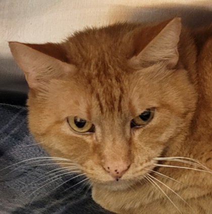 View Popeye the Cat Photo #2