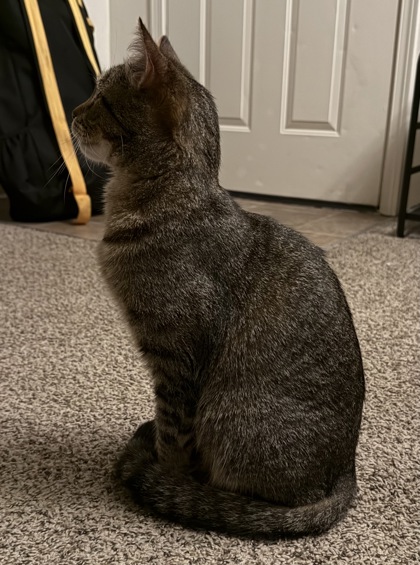 View This Cat Photo #2
