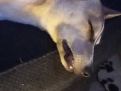 Timber