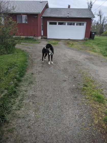 View This Dog Photo #3