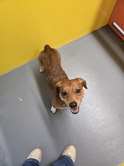 View Tingo Tango the Dog Photo #2