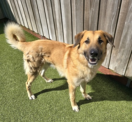 View Crosby the Dog Photo #2