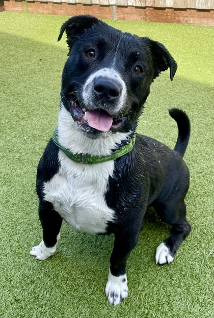 View Thaddeus the Dog Photo #2