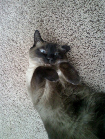 View Dobby the Cat Photo #2