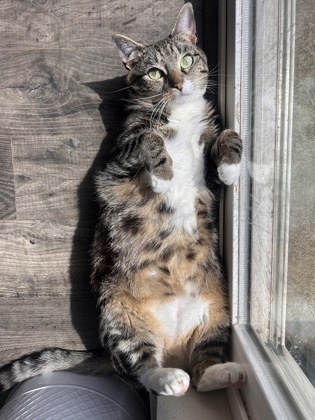View Remy the Cat Photo #2