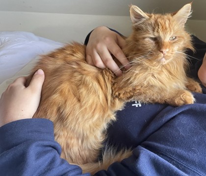 View Mufasa the Cat Photo #2