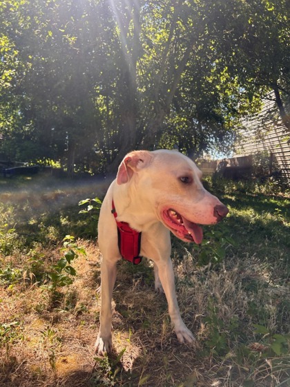 View This Dog Photo #2