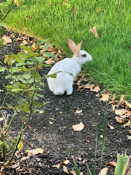 View This Rabbit Photo #2