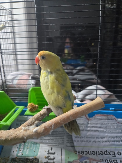 View Lemon the Bird Photo #2