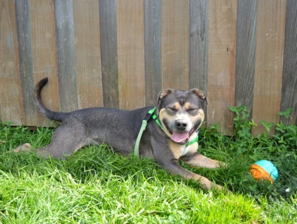 View Slate the Dog Photo #2