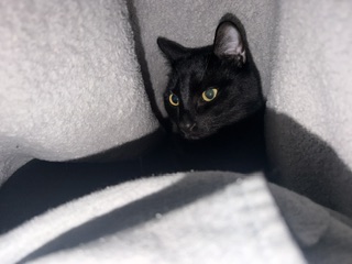 View Lloyd the Cat Photo #3