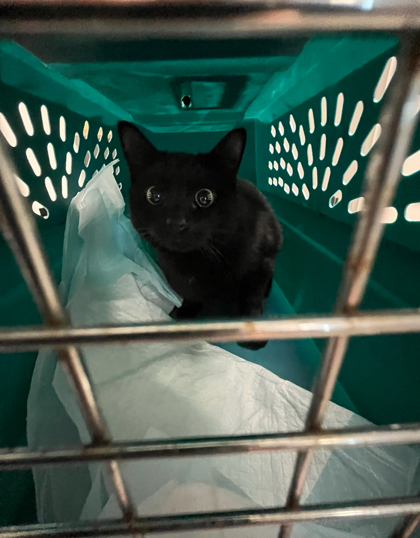 View Acacia | Pumpkin the Cat Photo #3