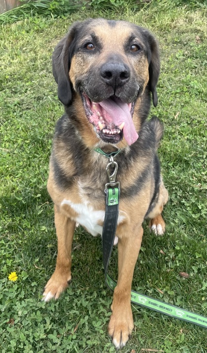 View Luther the Dog Photo #2