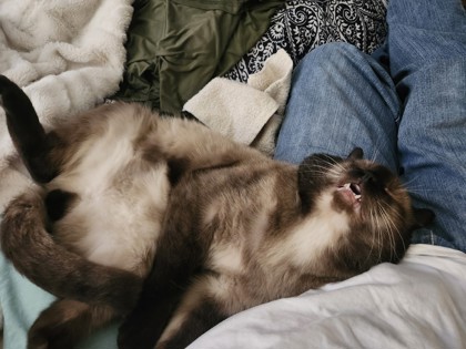 View Bandit the Cat Photo #2