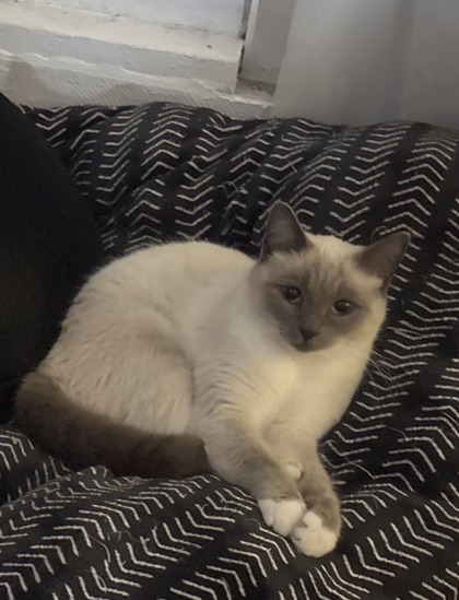 View Snowy the Cat Photo #2