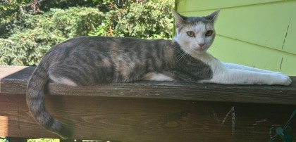 View Pixie the Cat Photo #2