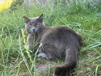 View Kitkat the Cat Photo #2