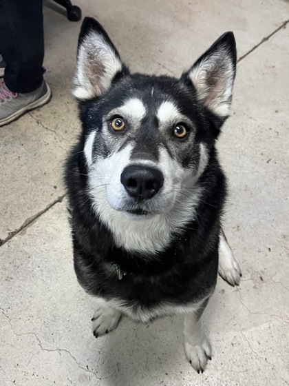 View Salty the Dog Photo #3