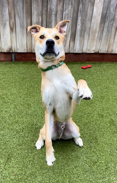 View Knack the Dog Photo #2